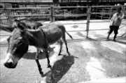 ABUSED BEAST: An ill donkey is let free to leave their wards and walk in a field at a donkey health facility in Bishoftu, 50km from Addis Ababa. Pic. Guy Calaf. 02/08/07. © Reuters.