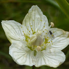 Marsh Grass of Parnassus