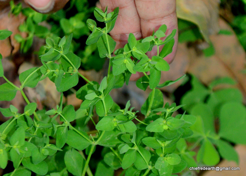 petty spurge, radium weed, cancer weed, or milkweed