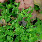 petty spurge, radium weed, cancer weed, or milkweed