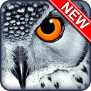 Owl Wallpaper HD Custom New Tab