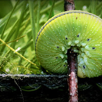 L'invenzione della ruota di 