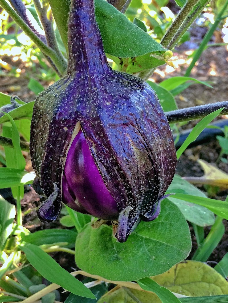 starry eggplant  di GVatterioni