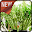 Caring for Lucky Bamboo Download on Windows