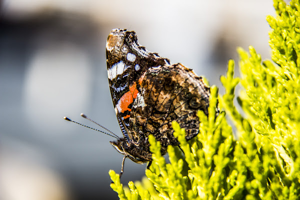 Mariposa di Ph. Flavio Catelani