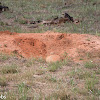 Gopher Tortoise