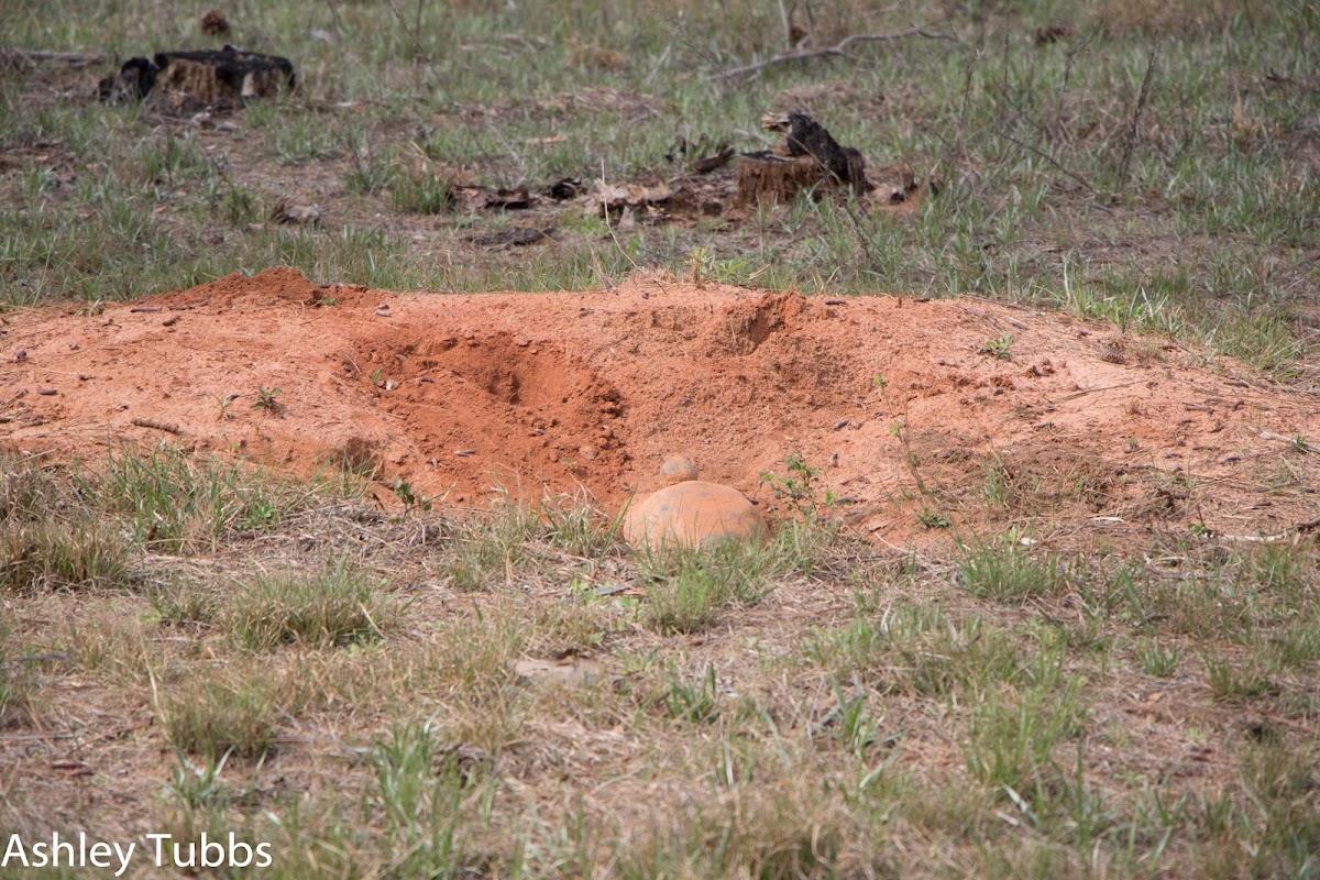 Gopher Tortoise