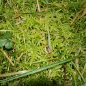 Neat Feather-moss