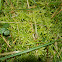 Neat Feather-moss