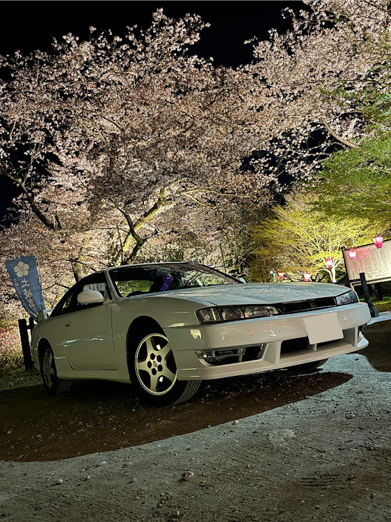シルビアのドライブ・桜・サクラと愛車・4月もよろしくお願い致します🌸に関するカスタム事例の投稿画像1枚目