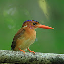 Sulawesi Dwarf-kingfisher