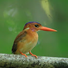 Sulawesi Dwarf-kingfisher