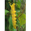 Death's-head hawkmoth caterpillar