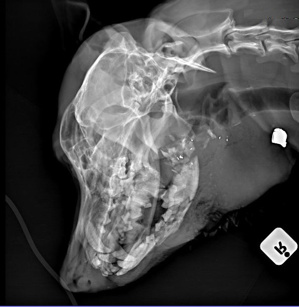 A radiograph found Phoenix had bone fragments and broken teeth and fractures to the jaw after being shot in the head while trying to protect her family from armed intruders.