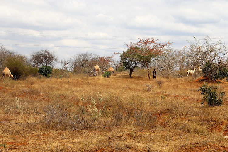 Camels graze at Mariwenyi, Taita Taveta county, on August 2 last year