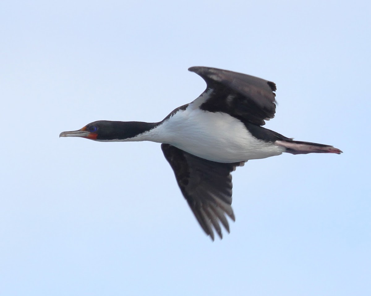 Chatham Island Shag