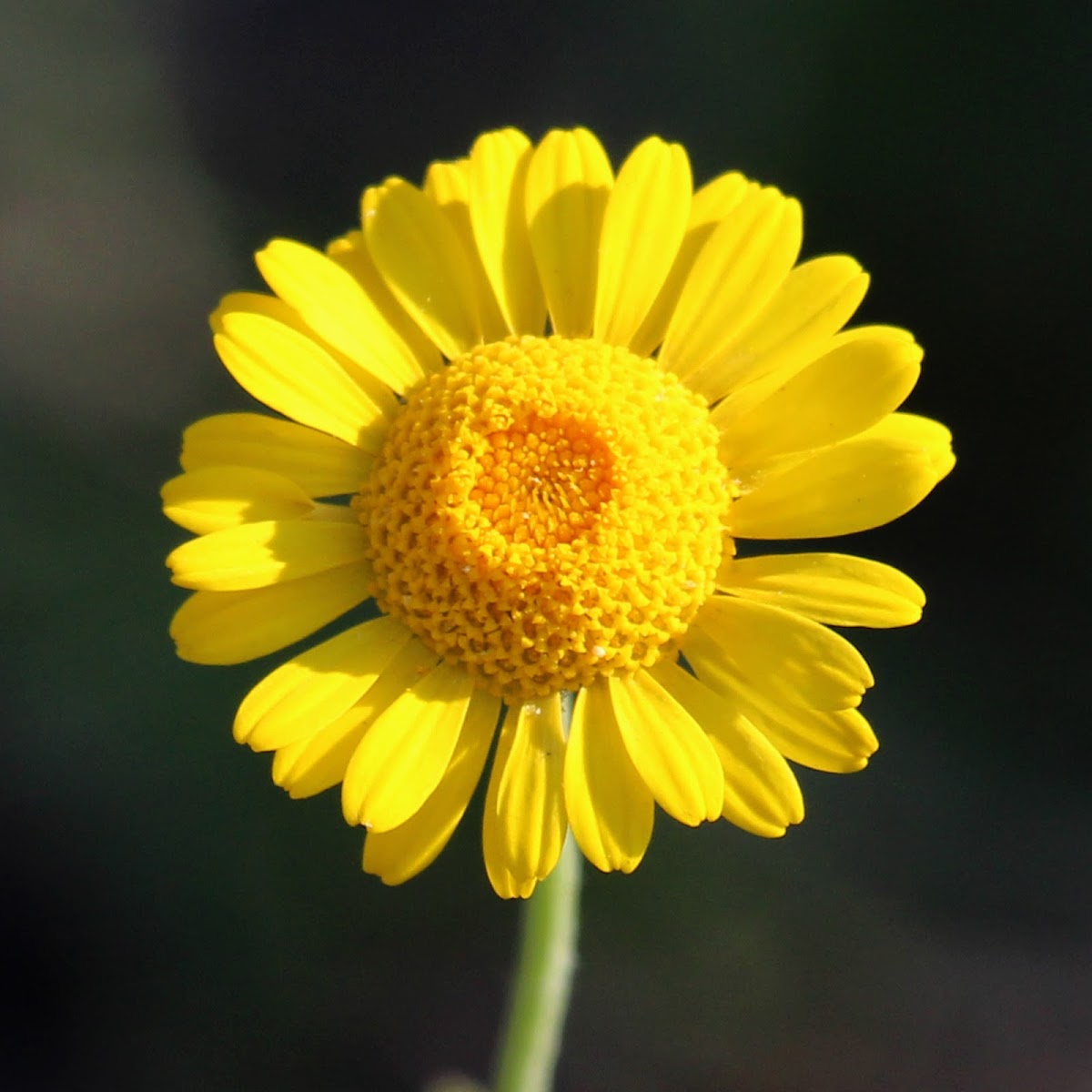 Golden Chamomile