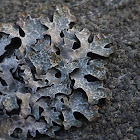 Shield Lichen