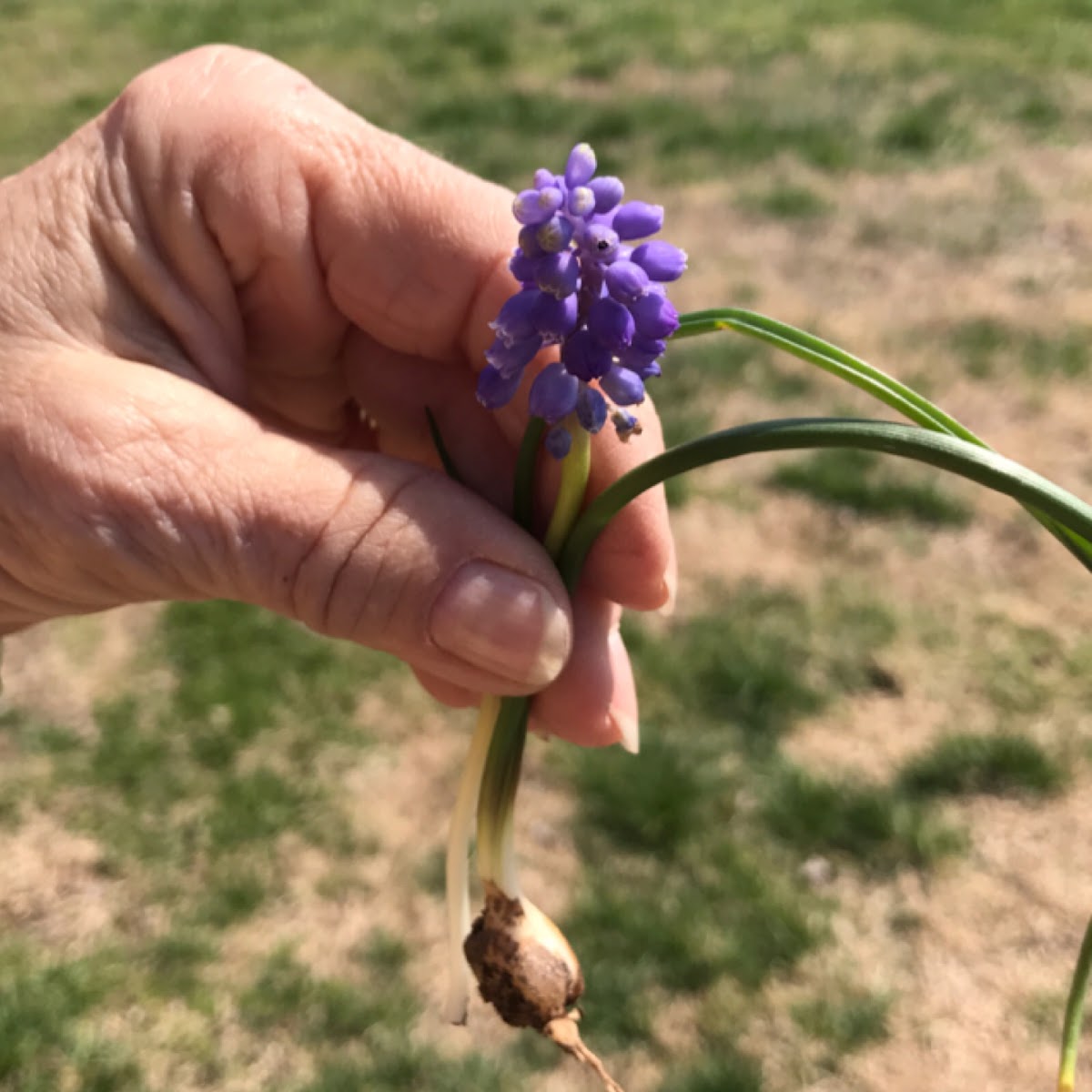 Grape hyacinth