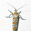 Ailanthus Webworm Moth