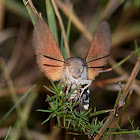 Humming-bird Hawk-moth