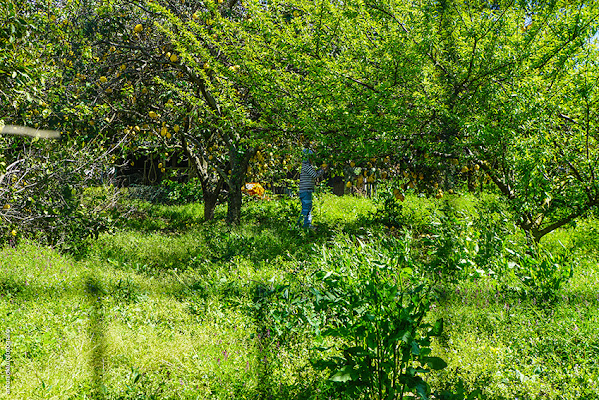 limone di fotoclickdiantoniolauro