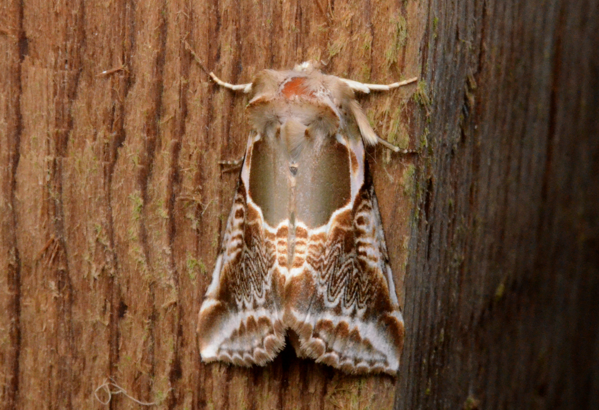Lettered Habrosyne Moth