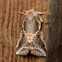 Lettered Habrosyne Moth