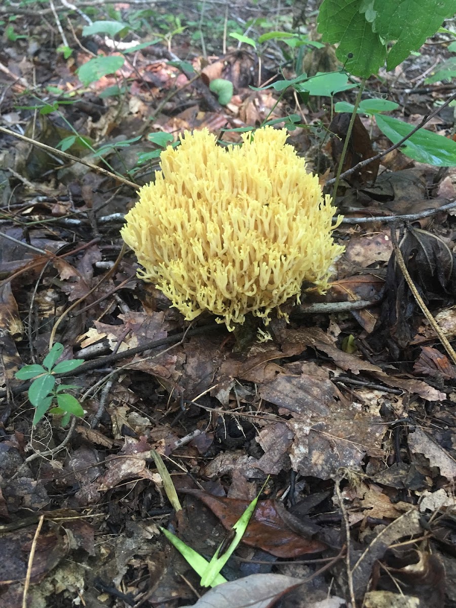 Coral Mushroom