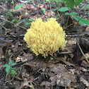 Coral Mushroom