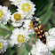 Banded Longhorn