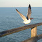 Laughing Gull