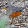 Grey-backed Thrush (male)