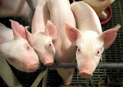 African Swine Flue usually kills almost all infected pigs. / Simphiwe Nkwali