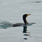 Double-crested Cormorant