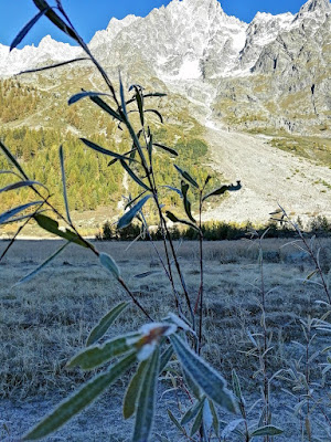 Gelata Mattutina  di domenico_zinzi