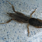 Southern Mole Cricket