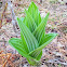 False hellebore