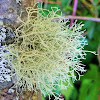 Beard lichen