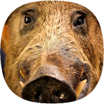 Cover Image of ดาวน์โหลด Wild Boar Sounds 1.2 APK