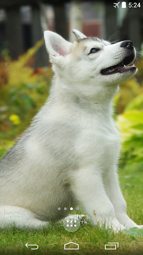 Husky Puppies Live Wallpaper