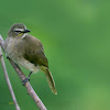 WHITE BROWED BULBUL