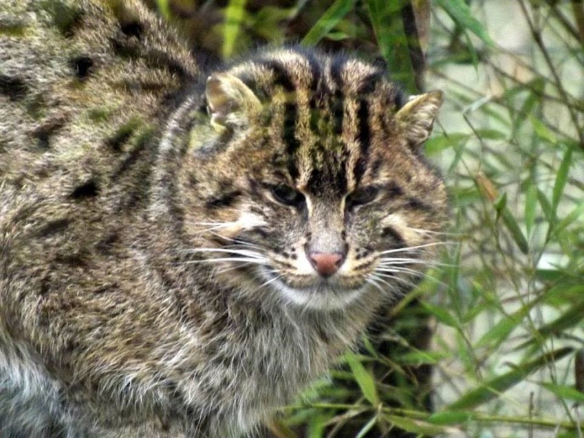 Chat pêcheur, Beauval - Tous droits réservés