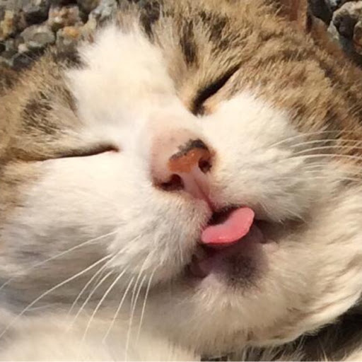 猫のタマのプロフィール画像