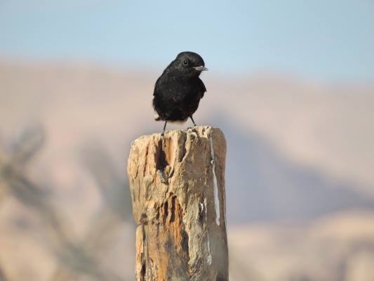 White-crowned black wheatear