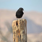 White-crowned black wheatear