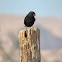 White-crowned black wheatear