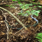 Eastern Black Racer