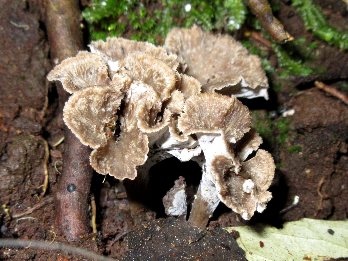 Winter Chanterelle