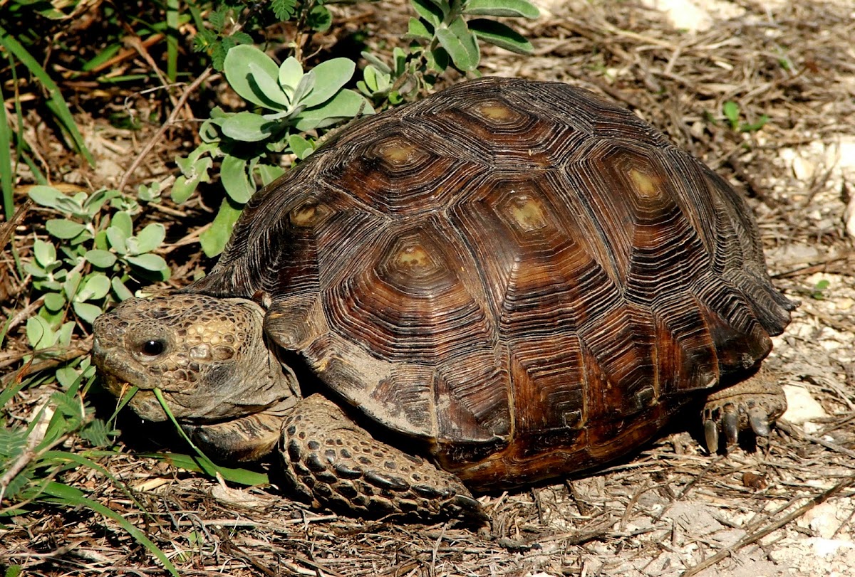 Texas Tortoise